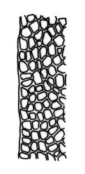 Fissidens waiensis, laminal cells, margin of dorsal lamina. Drawn from holotype, A.E. Wright 19093, AK 201263.
 Image: R.C. Wagstaff © Landcare Research 2014 